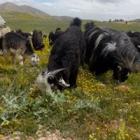 بز شهرکردی