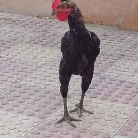 خروس مشکی بومی