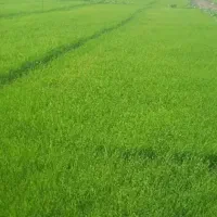 بذرشالی دم سیاه بوجارشده اماده نشا