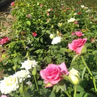 رز هلندی