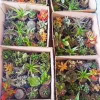 کاکتوس و گل و گیاه طبیعی
