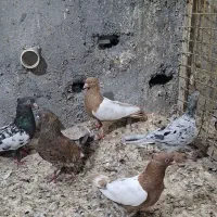 ۵تا کبوتر به شرط