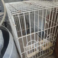 قفس کاسکو طوطی فروشی