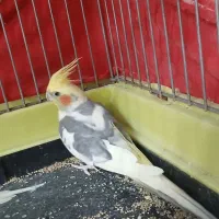 عروس هلندی نر وماده