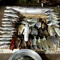 تور  کمپینگ  ساحل بکر و توریستی هنگام