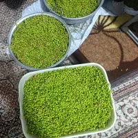 بنشک|خوردنی و آشامیدنی|فسا, |دیوار