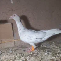 هفرنگ نر