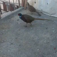 مرغ و خروس آمریکایی