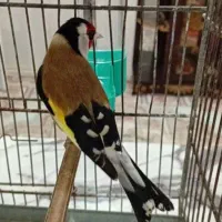 شاه سهره