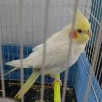 عروس هلندی