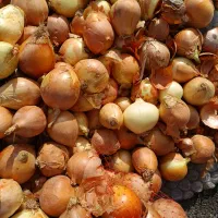 پیاز ارسال رایگان