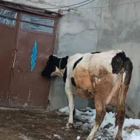 گاو شیری|حیوانات مزرعه|هشترود, |دیوار