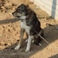 سگ نگهبان