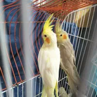 بچه عروس هلندی زیبا