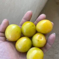 آلو بخارایی