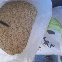 گندوم  فروشی تمیز کیلو 50 هزار تومان
