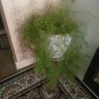 گل وگلدون|گل و گیاه طبیعی|سبزوار, رضوی|دیوار