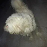 سگ...|سگ|بوشهر, |دیوار