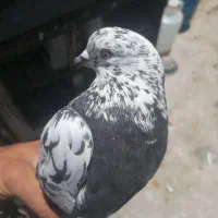 کبوتر