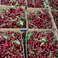فروش انواع آلبالو ،گیلاس ارزانترین قیمت در خود باغ