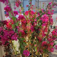 گل وگیاه فضا باز، اجرای فضا سبز ،طراحی فضا سبز