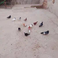 کبوتر‌رنگی