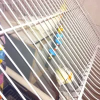 جفت عروس هلندی نر و ماده