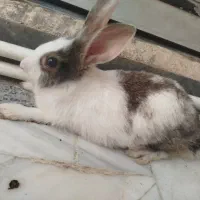خرگوش نژاد دار