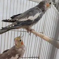 یک جفت عروس هلندی