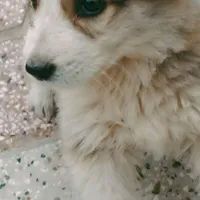 توله سگ دو ماه