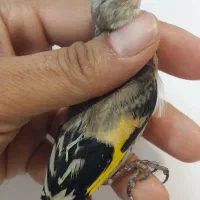 جوجه سهره