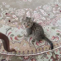 گربه