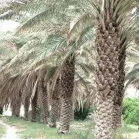 نــخـل|خدمات باغبانی و درختکاری|بوشهر, |دیوار
