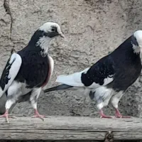 کفتر کبوتر پرشی