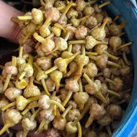 محصولات کشاورزی طارم