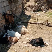 بز شیرا و نژاد دوقلو زا