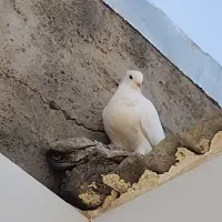کفتر