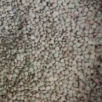 عدس محلی|خوردنی و آشامیدنی|نورآباد ممسنی, |دیوار