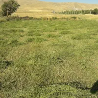 یونجه مرغوب کانی آب