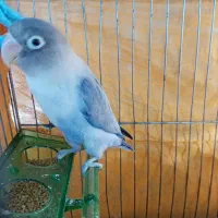 برزیلی نر بالغ