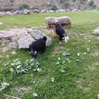 تیبز گله داری ذات دار