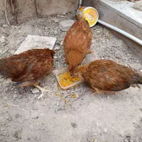 سه عدد جوجه مرغ 3 ماهه