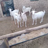 سانن|حیوانات مزرعه|ملک‌آباد, |دیوار