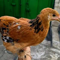 یک خروس 6مرغ آگهی ویژه