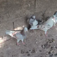 جوجه کفتر پرشی