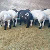 سه عدد بره
