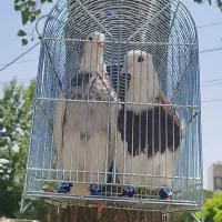 کبوتر طوق