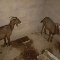 مرغ بز حیوانات
