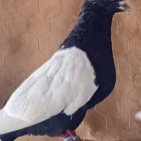 دسته رنگی