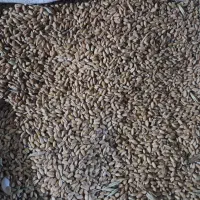 گندم مهرگان درجه یک